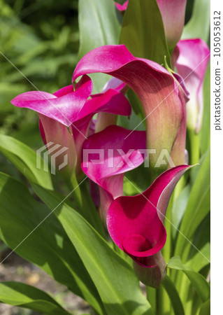 Color Color 105053612