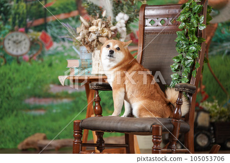 柴犬走在新鮮的綠色背景上 柴犬走在新鮮的綠色背景上 105053706