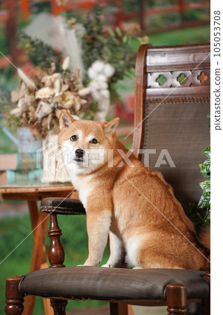 柴犬走在新鮮的綠色背景上 柴犬走在新鮮的綠色背景上 105053708