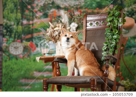 柴犬走在新鮮的綠色背景上 105053709