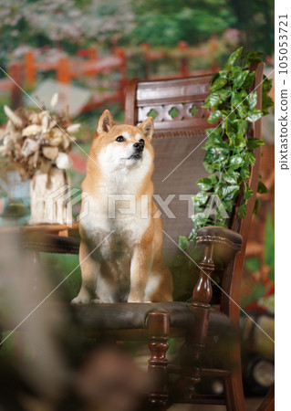 Shiba Inu walking on a fresh green background 105053721