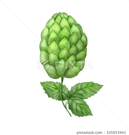 Green malt isolated on white. Watercolor illustration of beer botanical plant 105053941