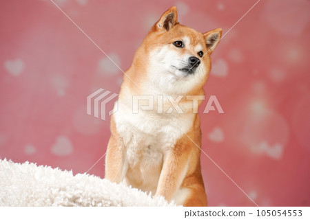 Shiba Inu with a cute heart background 105054553