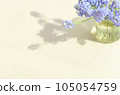 Muscari flowers <flowers in the image of spring in a bottle on the table by the window> 105054759