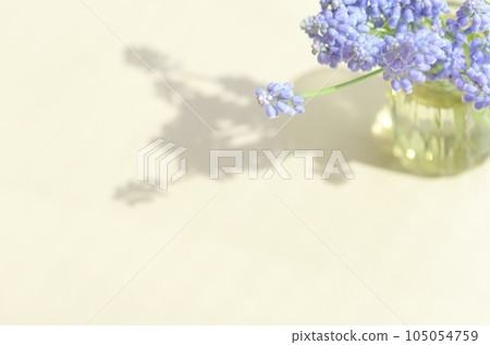 Muscari flowers <flowers in the image of spring in a bottle on the table by the window> 105054759