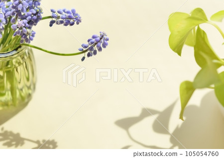 Muscari Flowers and Lime Pothos <Flowers in a bottle on a table by the window> Muscari Flowers and Lime Pothos <Flowers in a bottle on a table by the window> 105054760