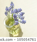 Muscari flowers <flowers in the image of spring in a bottle on the table by the window> 105054761