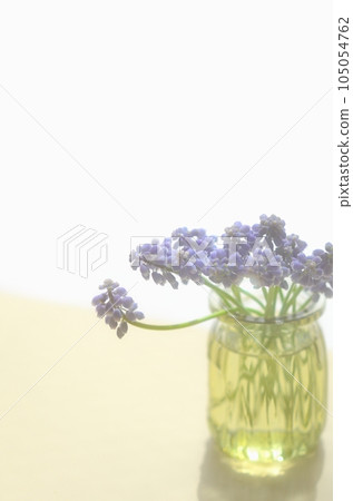 Muscari flowers <flowers in the image of spring in a bottle on the table by the window> 105054762
