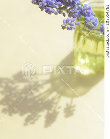 Muscari flowers <flowers in the image of spring in a bottle on the table by the window> 105054763