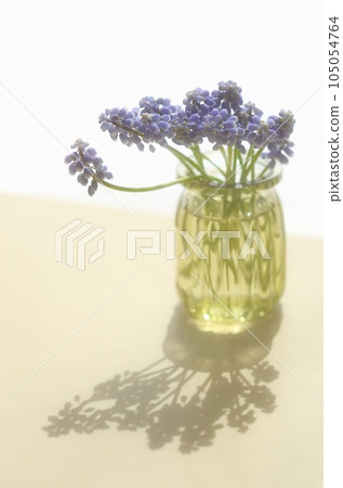 Muscari flowers <flowers in the image of spring in a bottle on the table by the window> 105054764