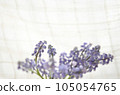 Muscari flowers <Flowers in the image of spring by the window against the backdrop of lace curtains> 105054765