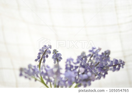 Muscari flowers <Flowers in the image of spring by the window against the backdrop of lace curtains> 105054765