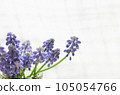 Muscari flowers <Flowers in the image of spring by the window against the backdrop of lace curtains> 105054766