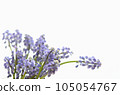 Muscari flower <Spring image flower with white background> 105054767
