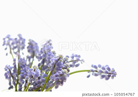 穆斯卡里花<春天圖像花白色背景> 105054767