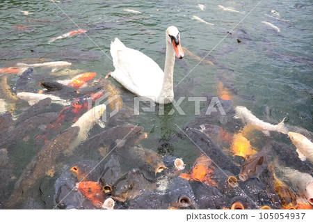 Koi and swans flock to feed Lake Shidaka 105054937