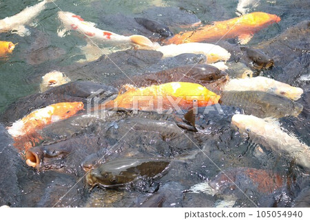Koi swarming around Lake Shidaka looking for food Koi swarming around Lake Shidaka looking for food 105054940
