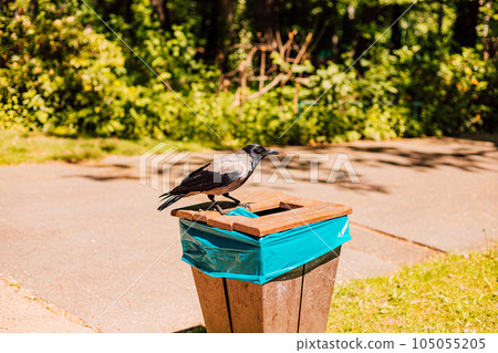 Magpie sits on a garbage can on a sunny summer day. Magpie sits on a garbage can on a sunny summer day. 105055205