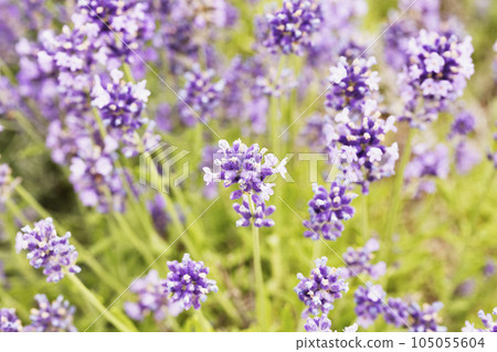 Purple flowers of lavender Purple flowers of lavender 105055604