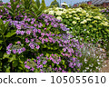 Hydrangea of hydrangea 105055610