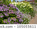 Hydrangea of hydrangea 105055611