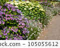 Hydrangea of hydrangea 105055612