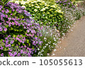 Hydrangea of hydrangea 105055613