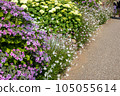 Hydrangea of hydrangea 105055614
