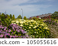Hydrangea and Red Brick Warehouse 105055616