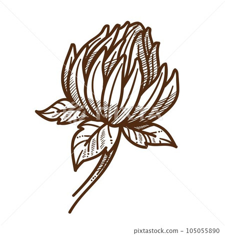 Clover or shamrock, wild field flower isolated sketch 105055890
