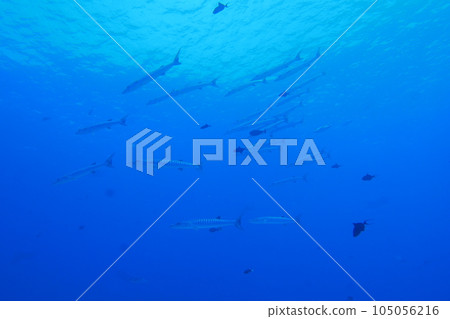 Scuba diving at Blue corner in Palau. Diving on the reefs of the Palau archipelago. 105056216