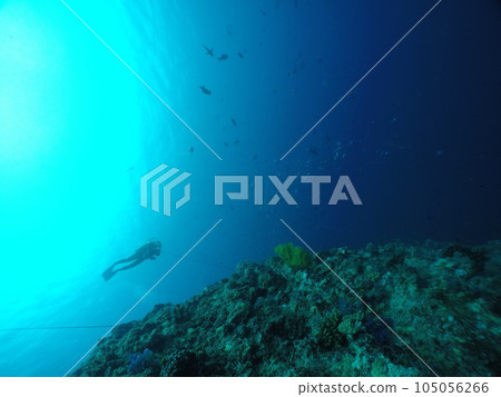 Scuba diving at Blue corner in Palau. Diving on the reefs of the Palau archipelago. 105056266