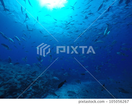 Scuba diving at Blue corner in Palau. Diving on the reefs of the Palau archipelago. 105056267