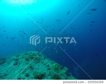 Scuba diving at Blue corner in Palau. Diving on the reefs of the Palau archipelago. 105056268