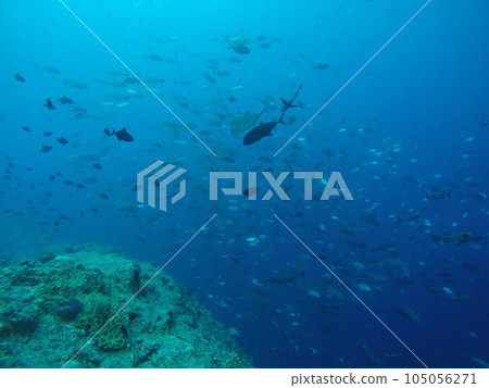 Scuba diving at Blue corner in Palau. Diving on the reefs of the Palau archipelago. Scuba diving at Blue corner in Palau. Diving on the reefs of the Palau archipelago. 105056271