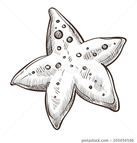 Underwater animal, starfish isolated sketch, marine symbol Underwater animal, starfish isolated sketch, marine symbol 105056586