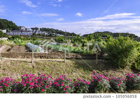 Scenery with flowers 105056858