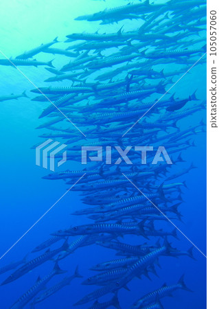 Scuba diving at Blue corner in Palau. Diving on the reefs of the Palau archipelago. Scuba diving at Blue corner in Palau. Diving on the reefs of the Palau archipelago. 105057060