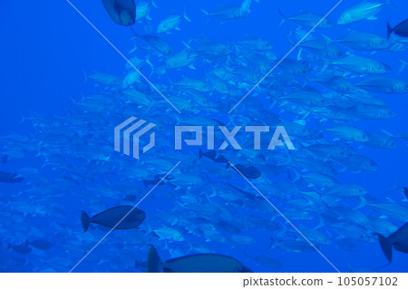 Scuba diving at Blue corner in Palau. Diving on the reefs of the Palau archipelago. Scuba diving at Blue corner in Palau. Diving on the reefs of the Palau archipelago. 105057102