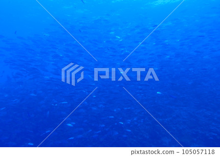 Scuba diving at Blue corner in Palau. Diving on the reefs of the Palau archipelago. Scuba diving at Blue corner in Palau. Diving on the reefs of the Palau archipelago. 105057118