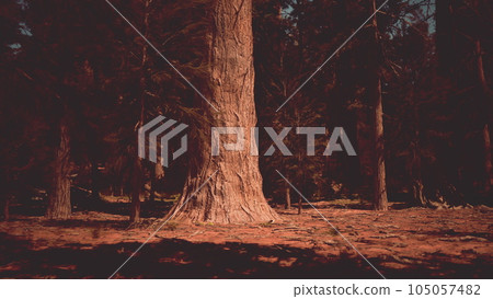 Sequoia forest aglow with warm evening hues 105057482