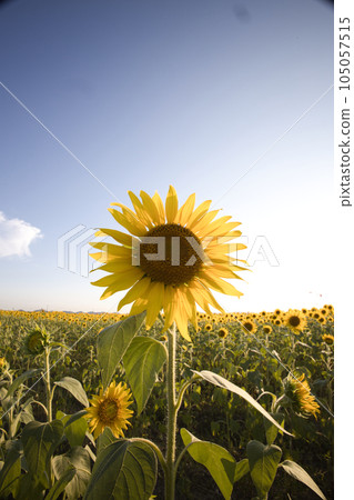 Midsummer Sunflower 105057515