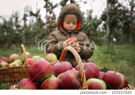 Young Child in the Apple Orchard before Harvesting. Small Toddler Boy Eating a Big Red Apple in the Fruit Garden at Fall Harvest. Basket of Apples on a Foreground. Autumn Cloudy Day, Soft Shadow. 105057883