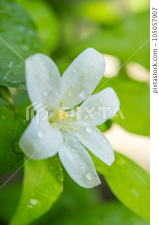 Orange jessamine white on tree 105057907