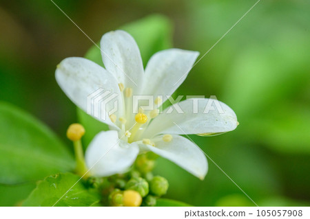 Orange jessamine white on tree 105057908