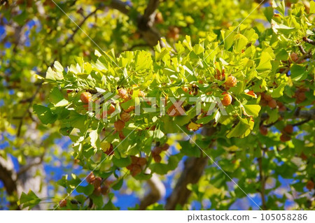 兵庫縣洲本市五色町 狼果樹 105058286
