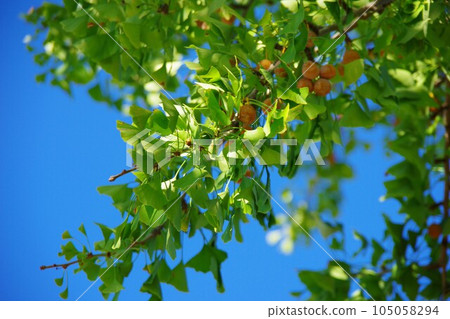 兵庫縣洲本市五色町 狼果樹 105058294