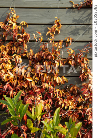 Natural background of red autumn leaves. A shrub on the wall of the house, a climbing plant. Natural background of red autumn leaves. A shrub on the wall of the house, a climbing plant. 105058365