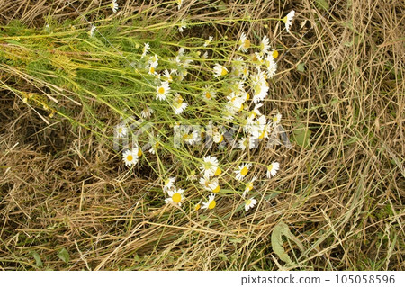 Bouquet of fresh chamomile flowers on a background of dry wheat straw, top view, flatley 105058596