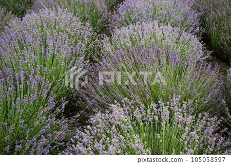 Lavender flowers on a lavender field in Ukraine, lavender plantation 105058597